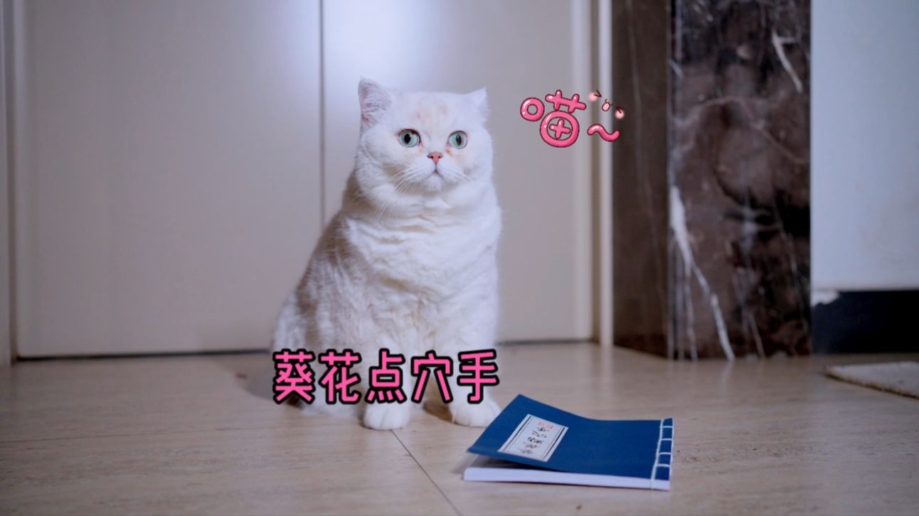 流浪猫意外获得武林秘籍，不料竟是圈套