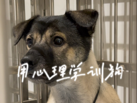 用心理学训练一只狗！