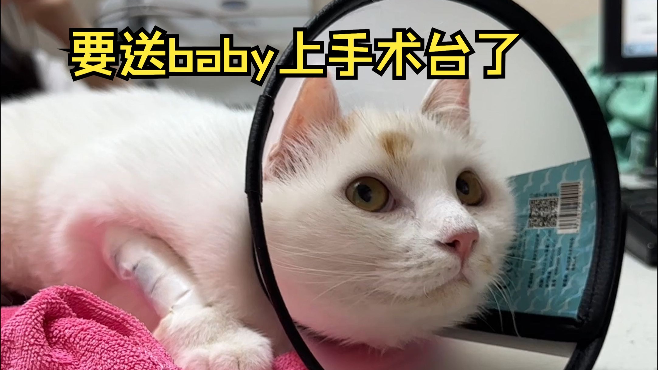 带小猫绝育，baby要是记仇就记我的吧