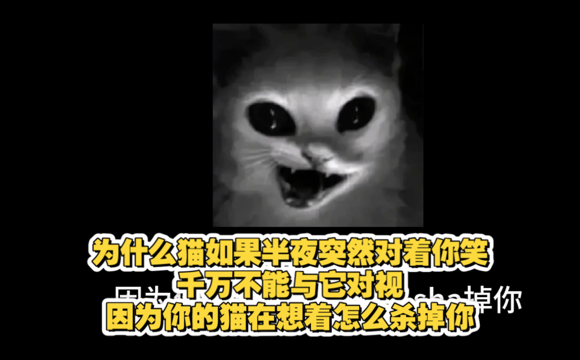 啊雾的猫：为什么猫如果半夜突然对着你笑千万不能与它对视，因为
