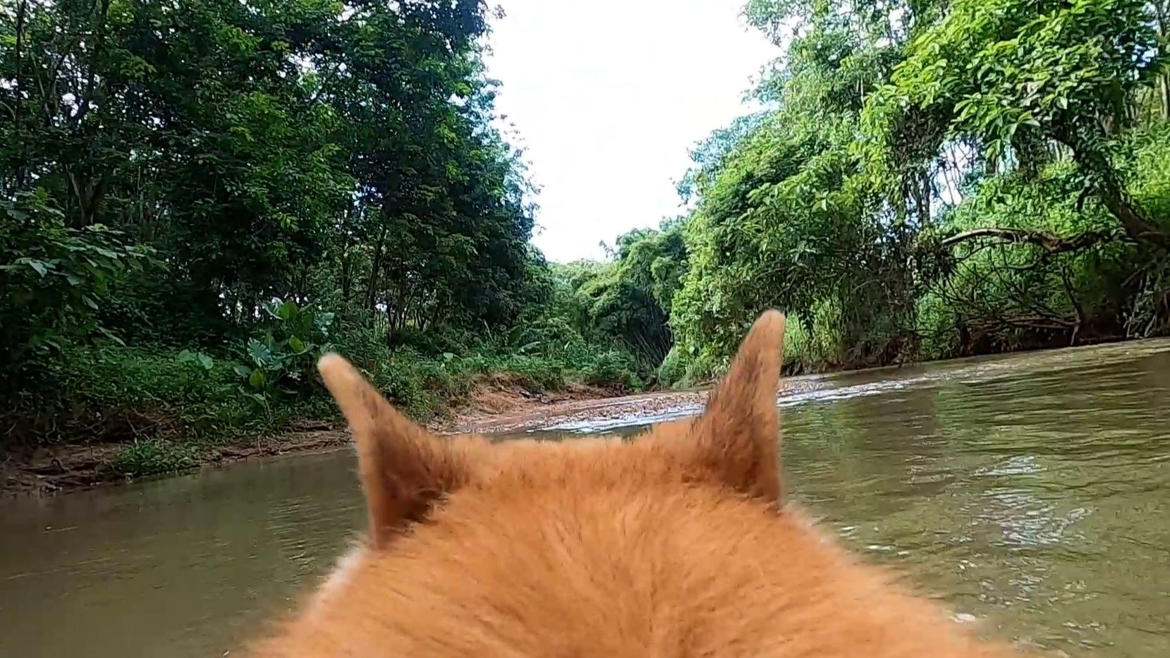 沉浸式骑狗