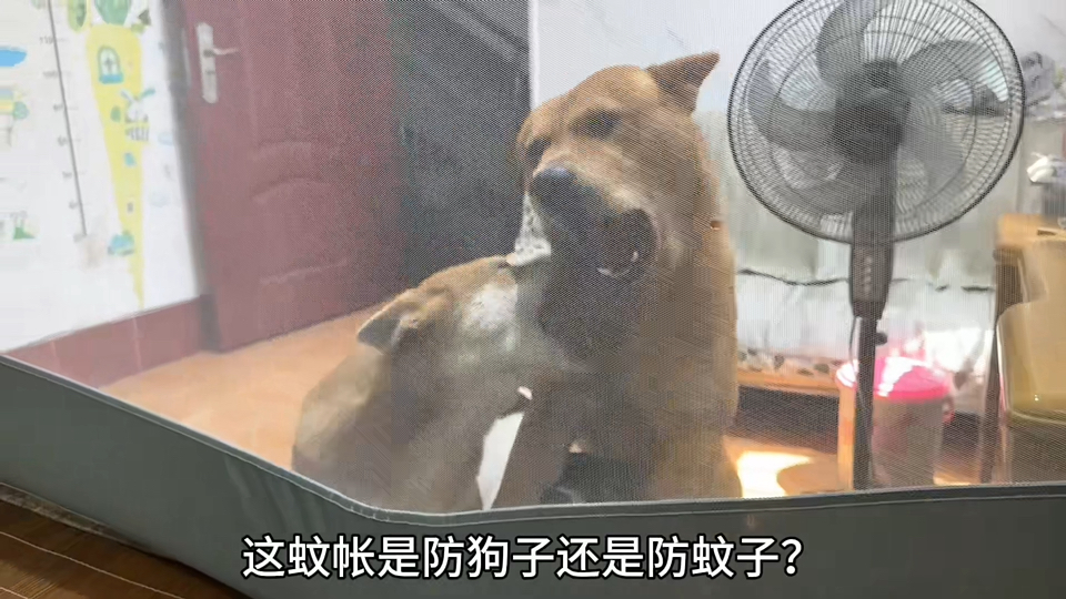这蚊帐防狗还防蚊子