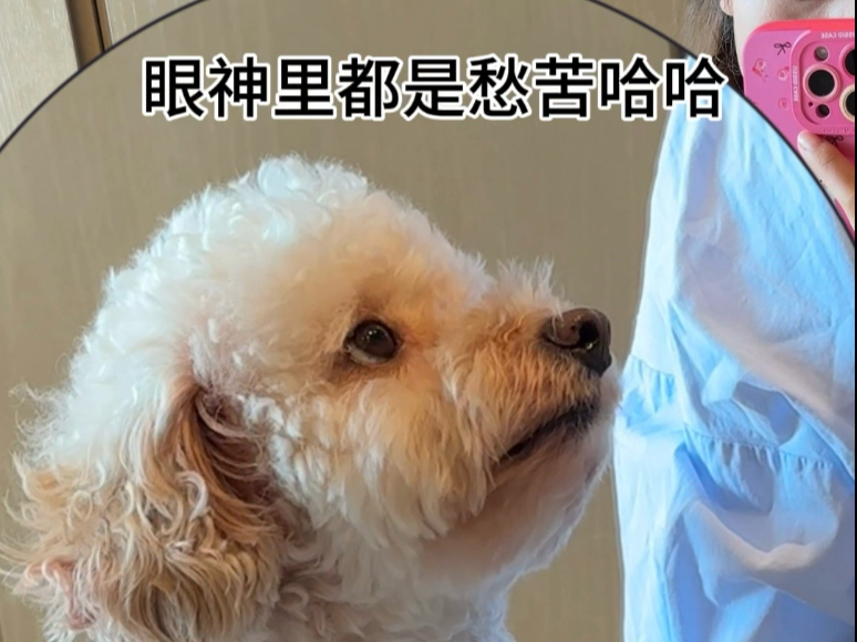 小狗：我还是不是你最爱的宝宝！