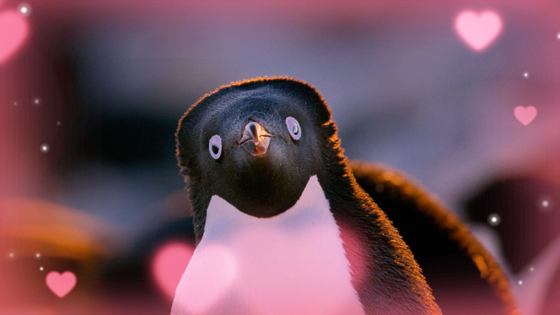 《当 幸 福 来 敲 门 》企鹅版！