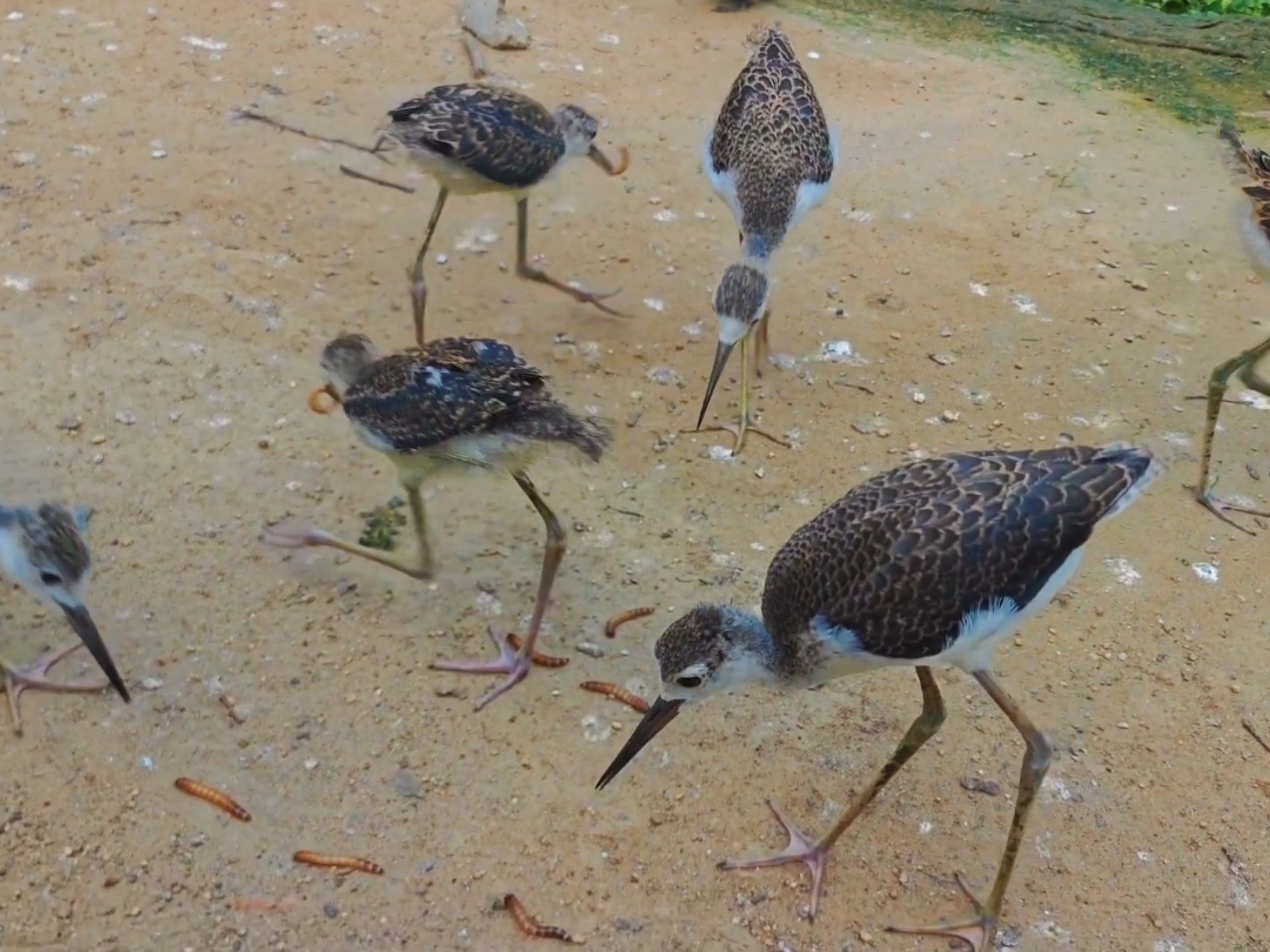 这群大长腿终于会飞了，生长周期也太长了点！