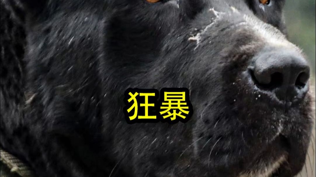 狂暴来一年的当天开始搬新狗场...