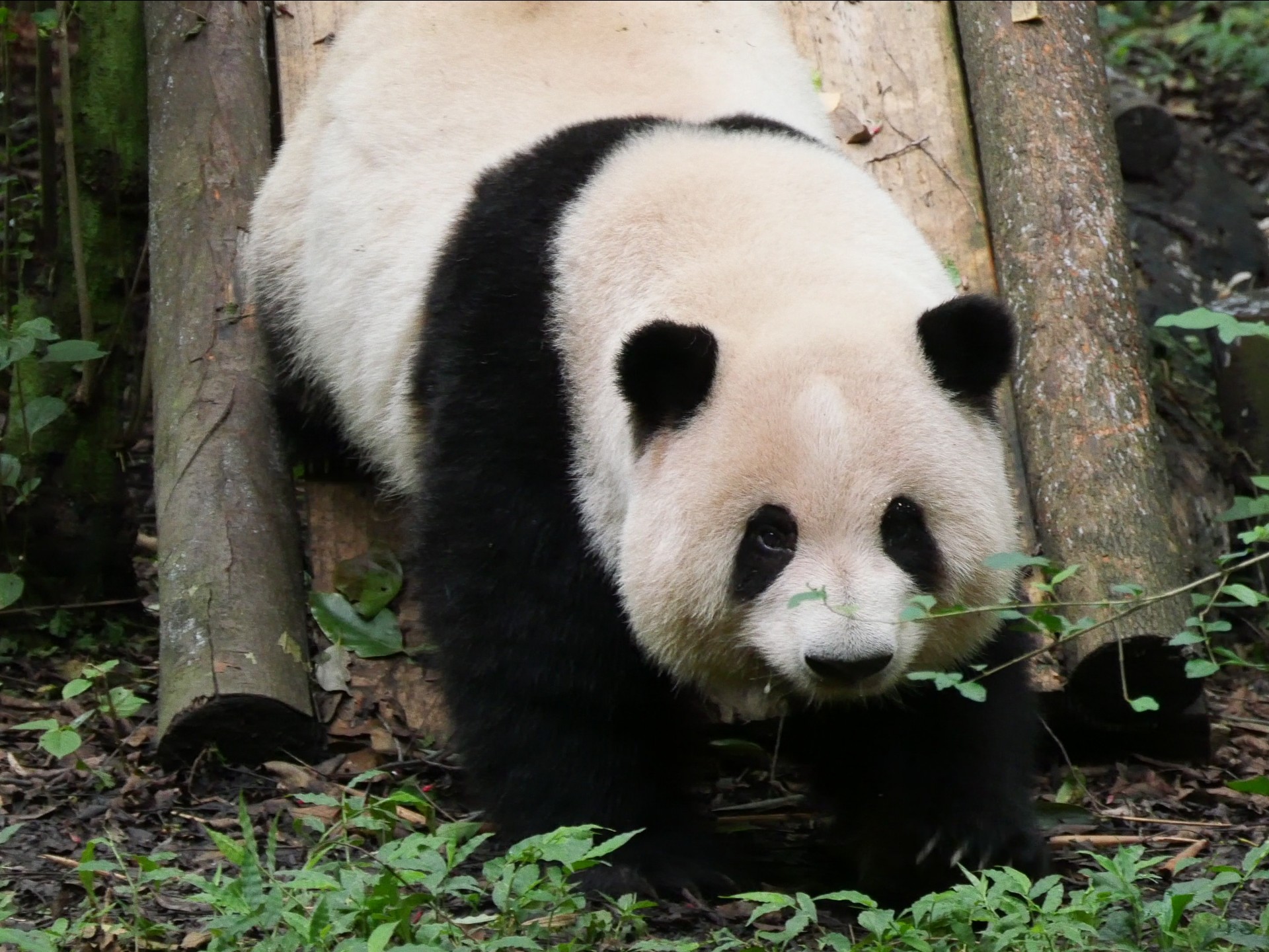 9.6 奶爸：过来过来，发笋了！!花叶：没睡醒……