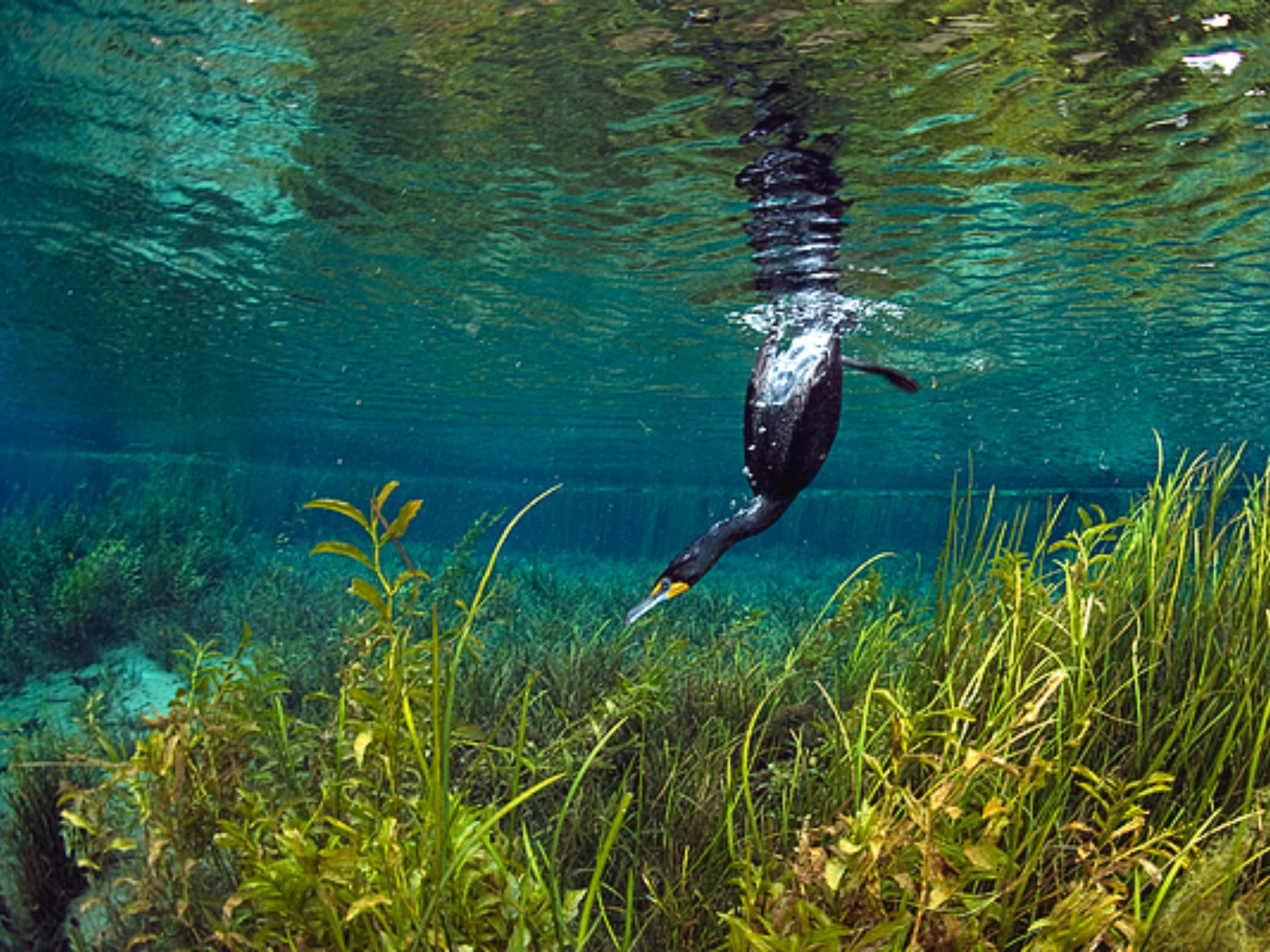 鸬鹚科(鲣鸟目)——千年资深老渔民