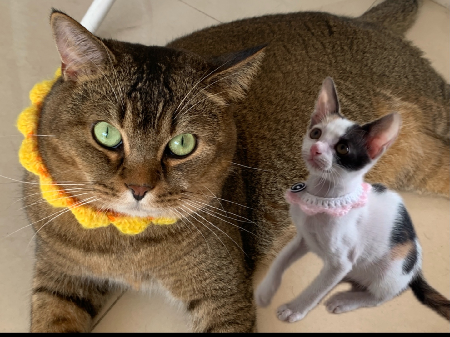 猫咪时装秀