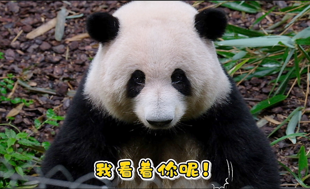 25.08.22 花姐碎碎念，一言不合就搞眼神锁定！太凶了！