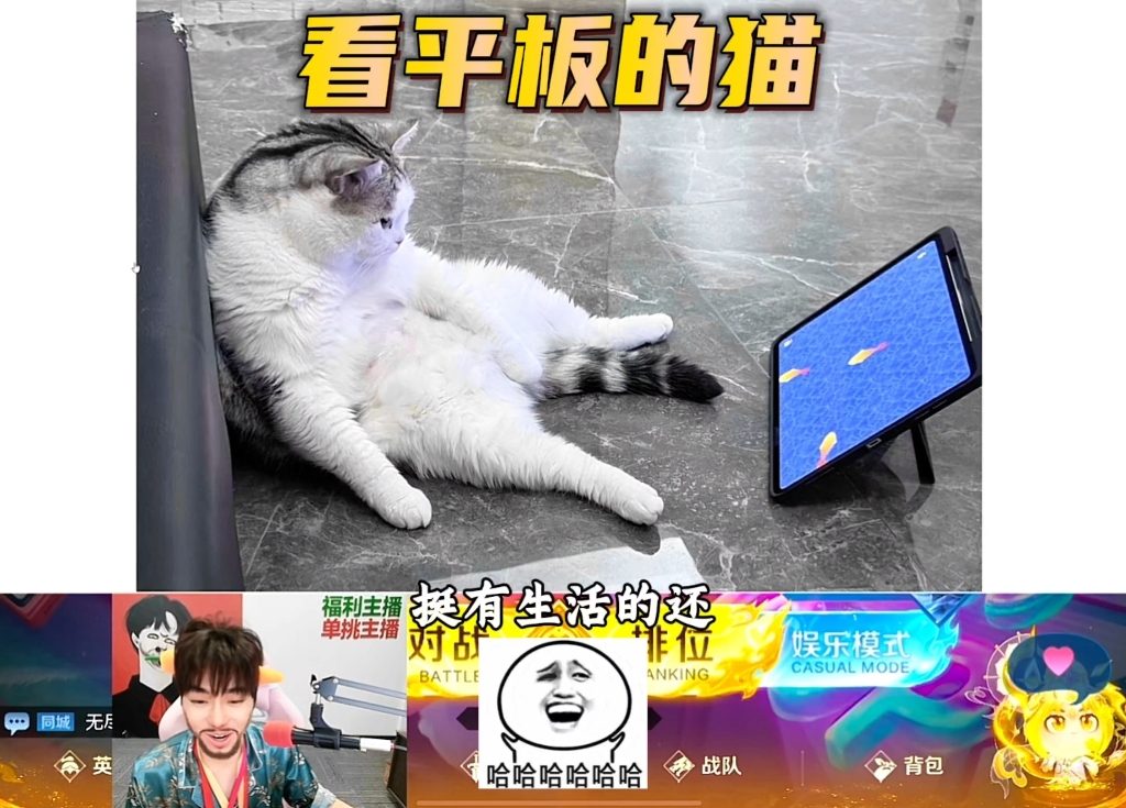 王小贱养的“小猫”像“人”一样还会看平板？