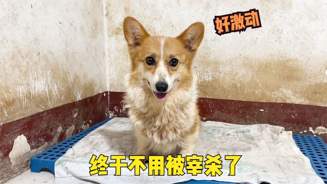 即将被宰杀的狗狗，被好心粉丝及时救下，狗狗激动的眼含热泪