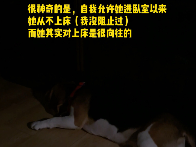 我们怎么不算被小狗照顾的人类呢