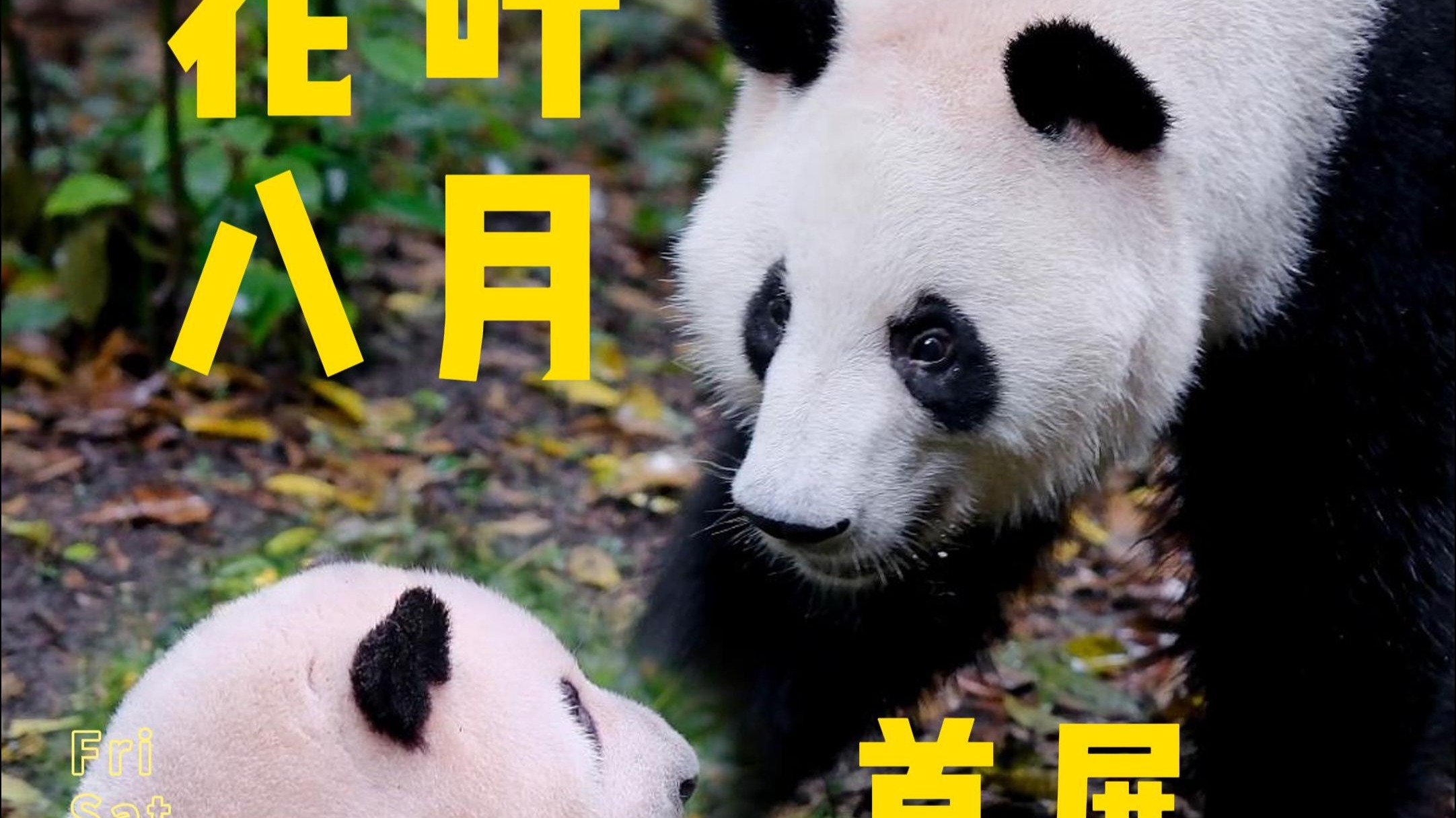 8月首次降温的花卷赛  第一波亏啊