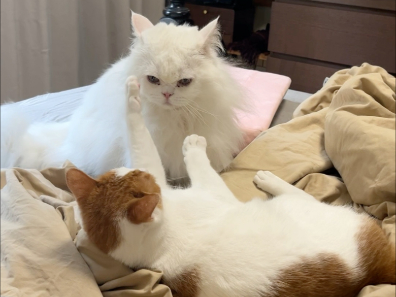 短视频加起来勉强是个长视频。#边牧陈贝拉 #贝拉家族