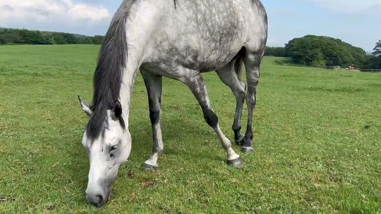 吃草的爱子和新发型路过的日本帝王 2025.8.12