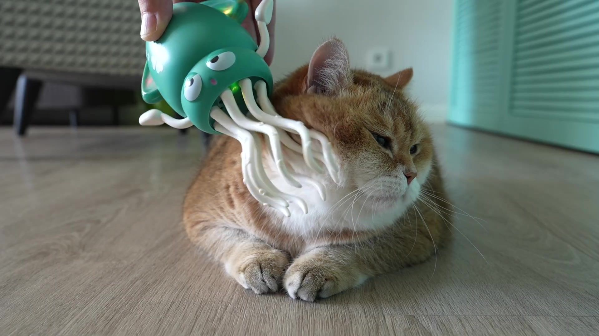 撸猫神器！猫猫甚是满意