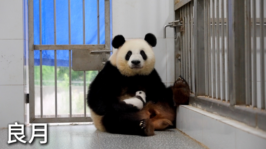 世界按下暂停键，眼里只剩圆滚滚。