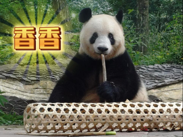 【集体生日会后续】2025.8.20 和小时候玩竹筒漏食器一样，摇呀