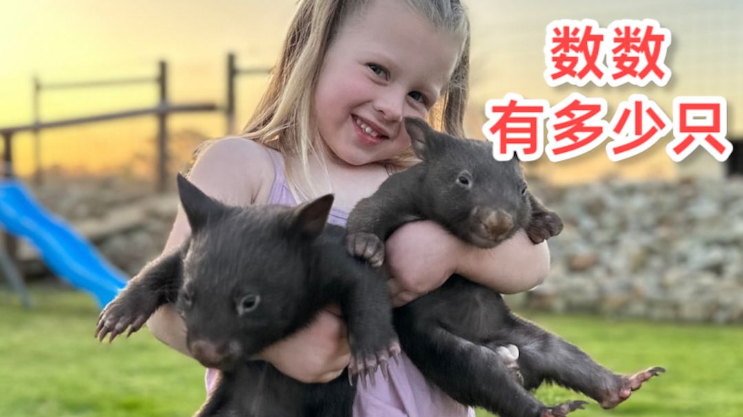 小公主照顾过并放生的小动物们