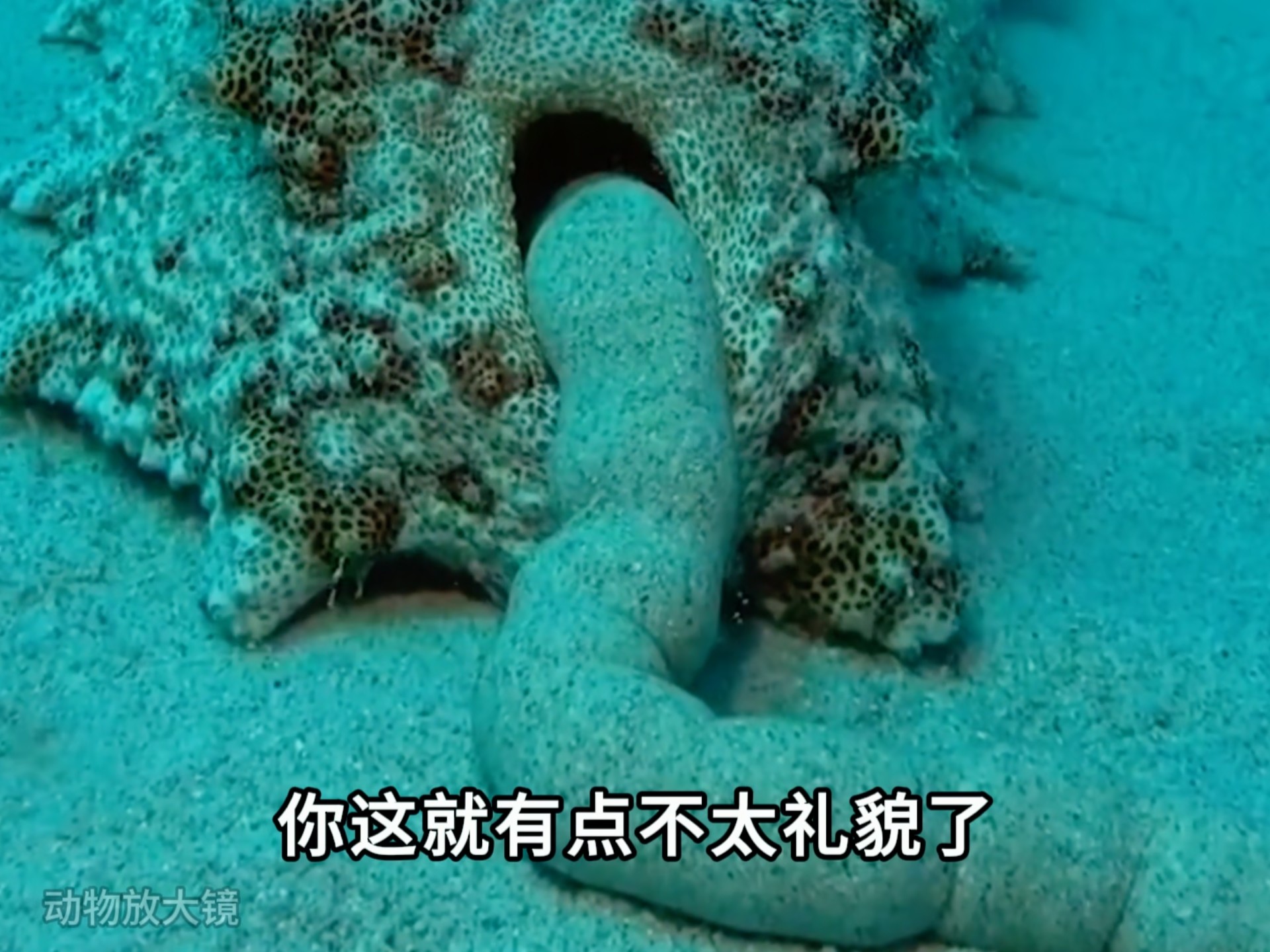 海参像不像你某个朋友？
