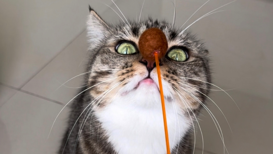 阳光下的小猫眼睛超漂亮的