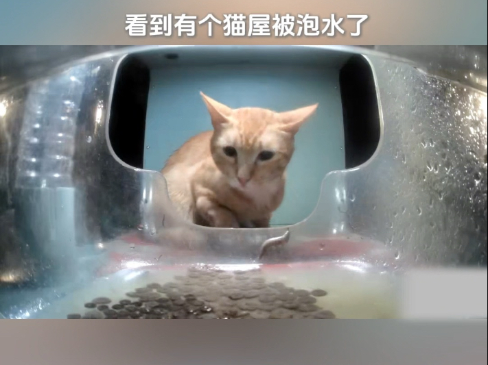 沉浸式清洁猫屋 yue版