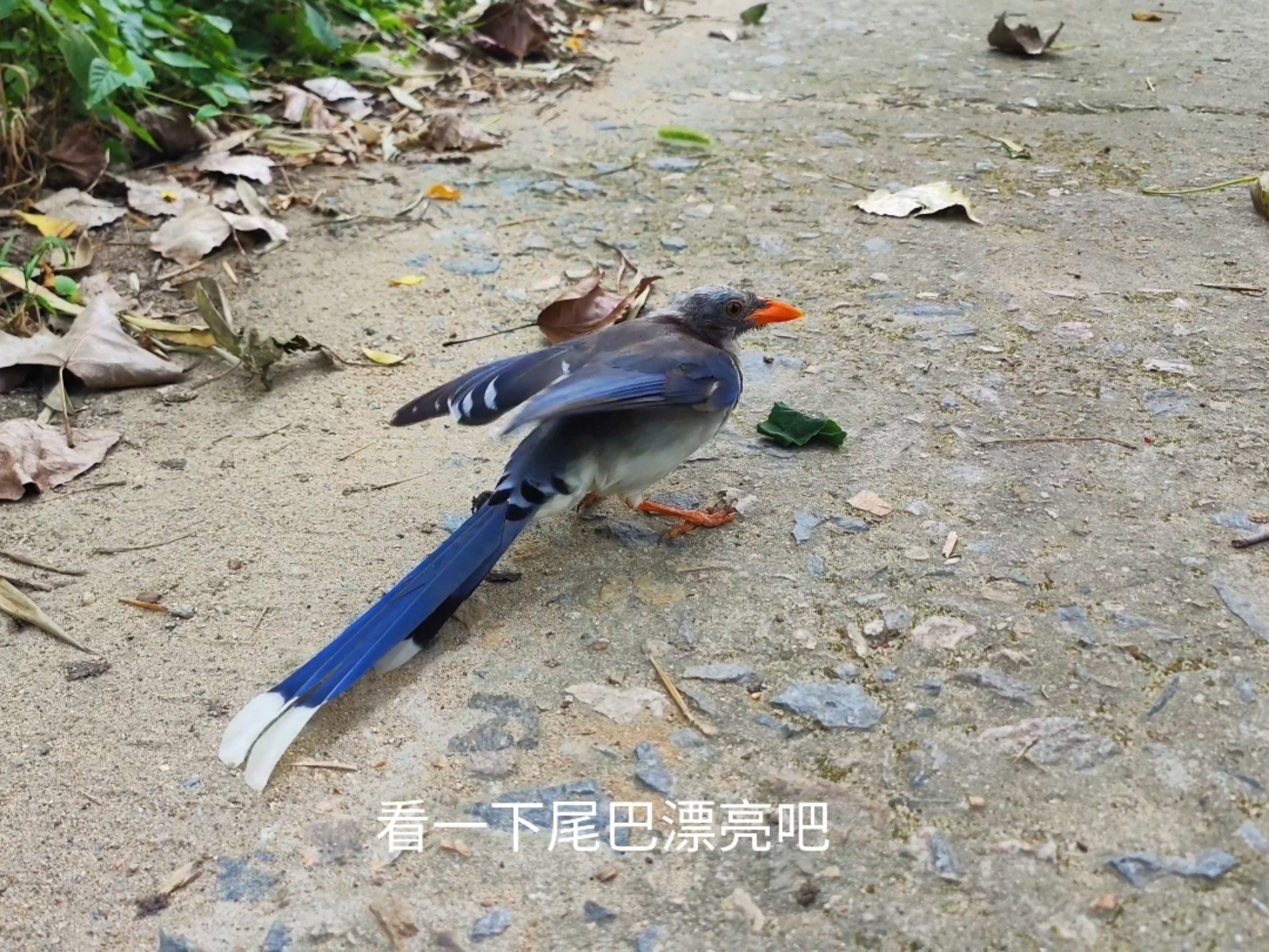 放生了两个月的小鸟已经大变样了，还好它认识我不然都认不出它