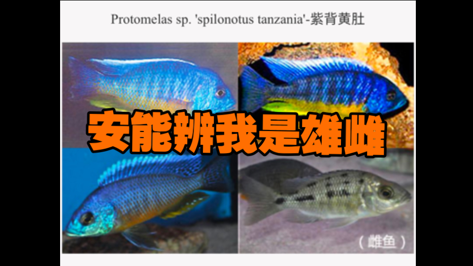 神秘小鱼事件最终章