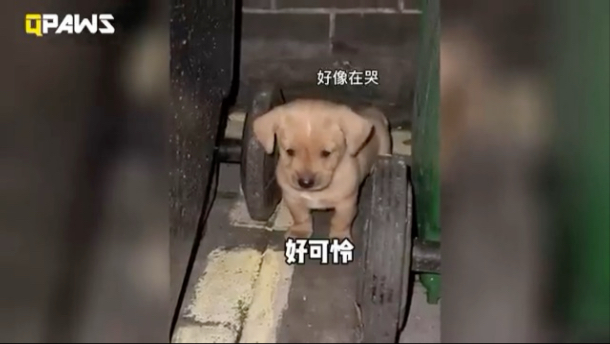 垃圾桶边上捡的小流浪狗，想不到如此温柔懂事，养了一段时间后变
