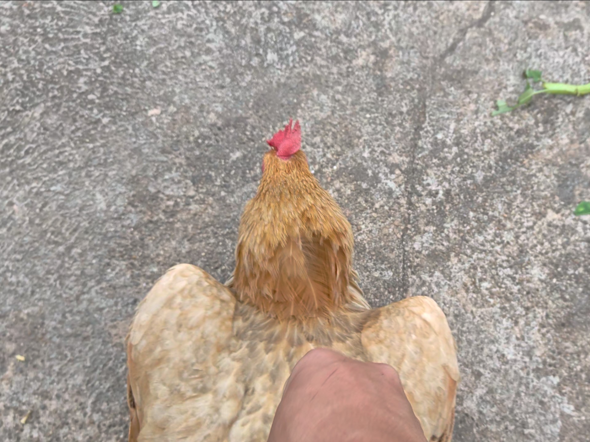 小瘦鸡打扰踩背，该罚