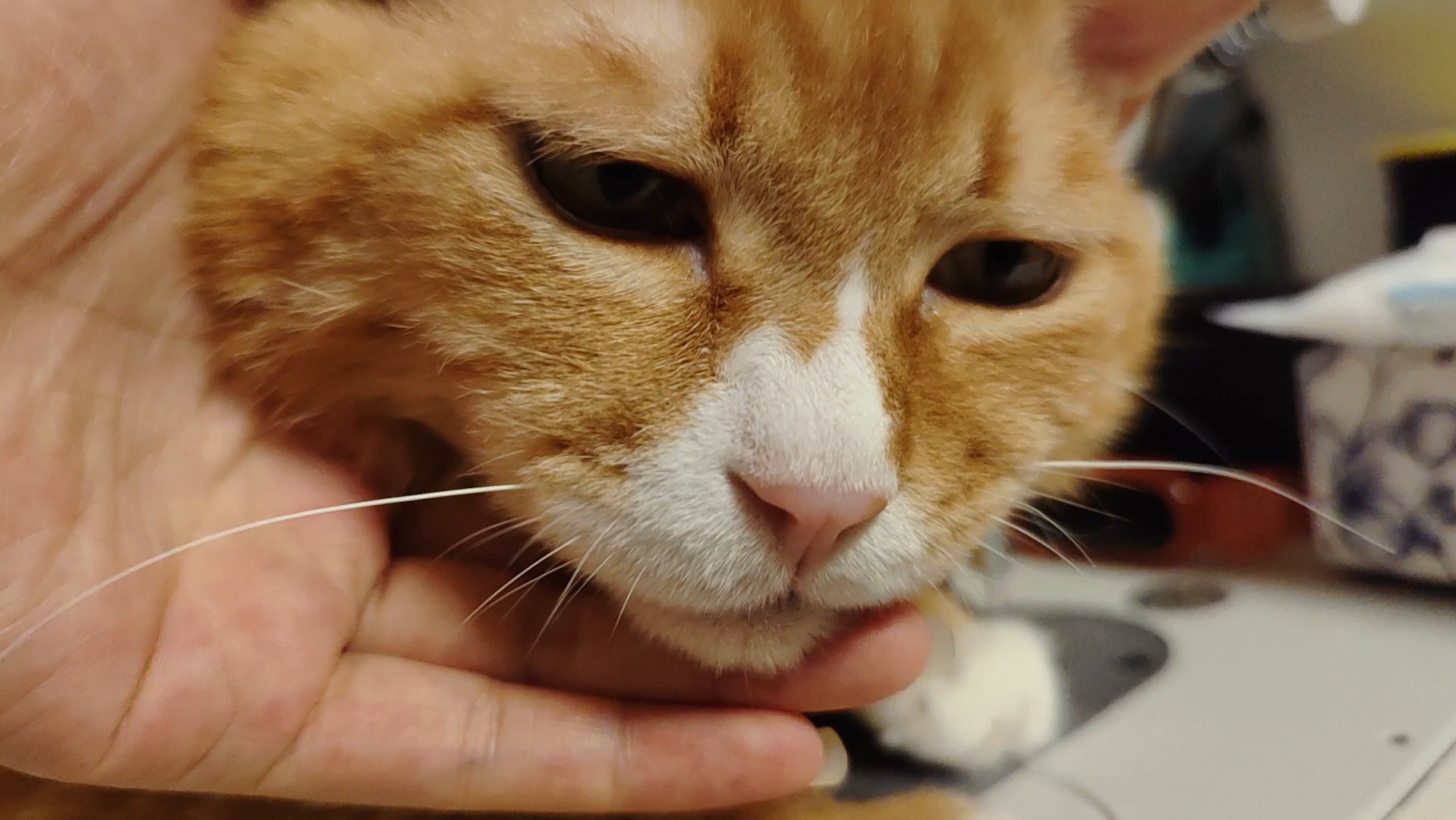 关于蛋糕猫化疗掉不掉毛