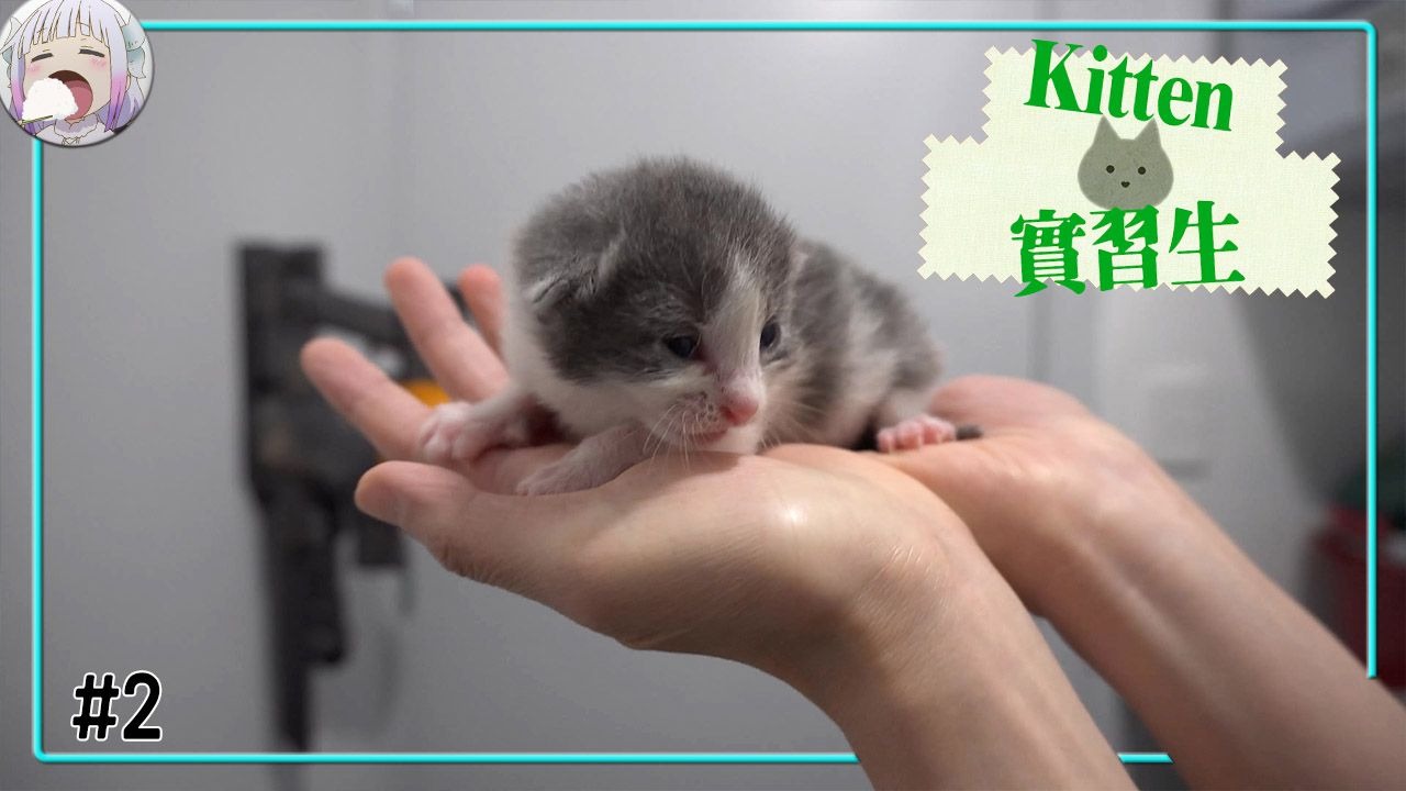 【充电专享】小猫实习生第2期 - [第一期训练营 ①]