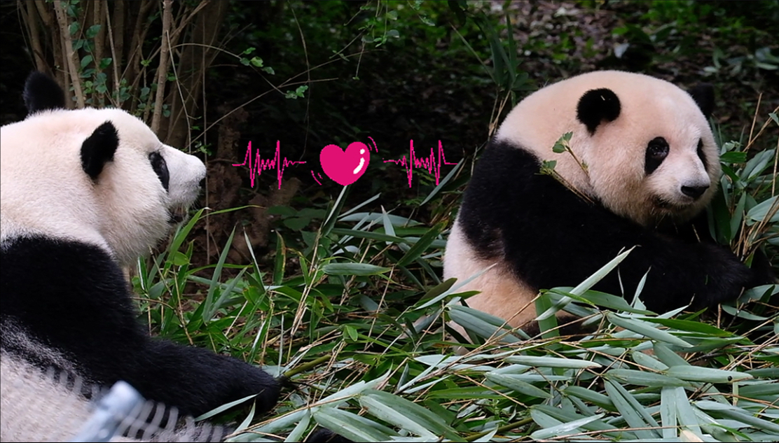 25.09.02 花花不知道叶子一脸深情的望着她，眼里迸发出小星星