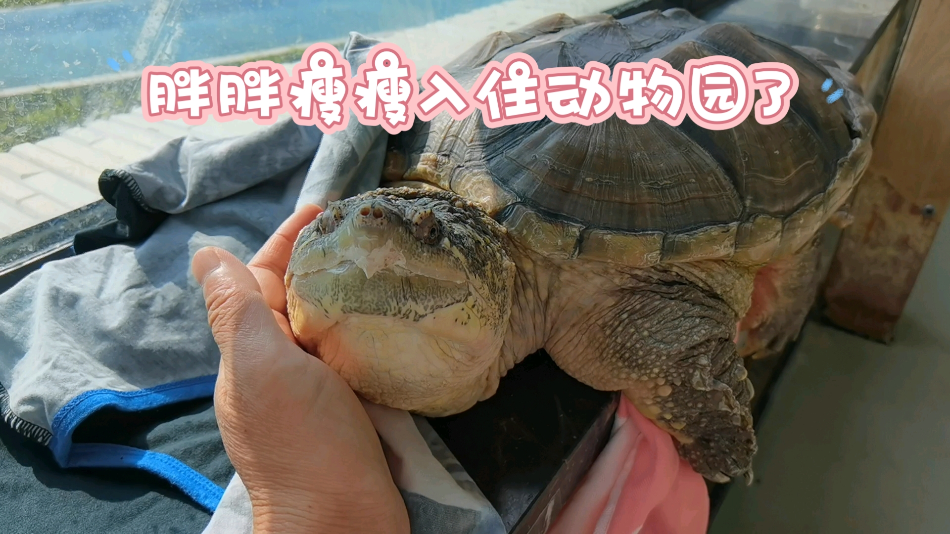 胖胖瘦瘦入住牡丹江珍稀动物园的第二天，没想到它们竟如此喜欢