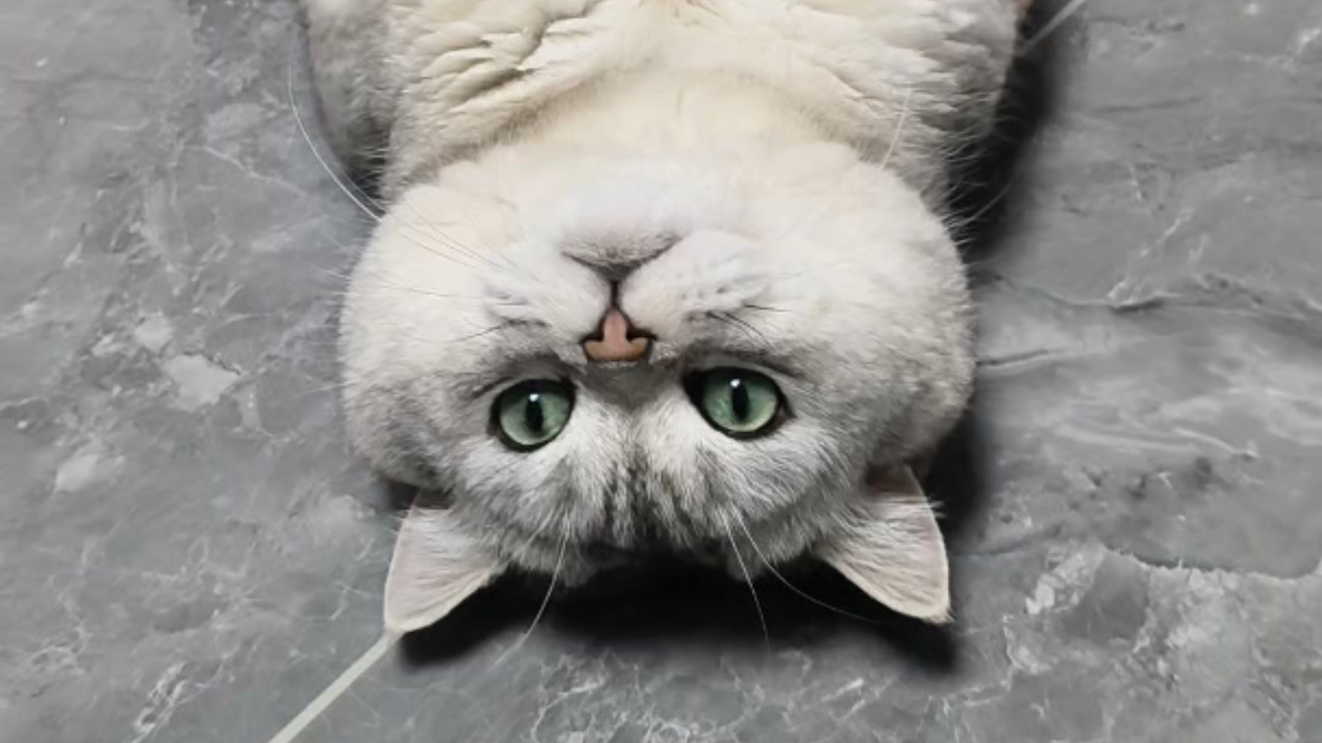 猫儿~纵享丝滑~