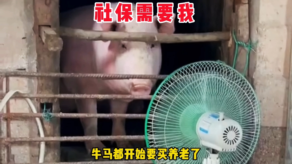 猪都活明白了，社保问题好解决