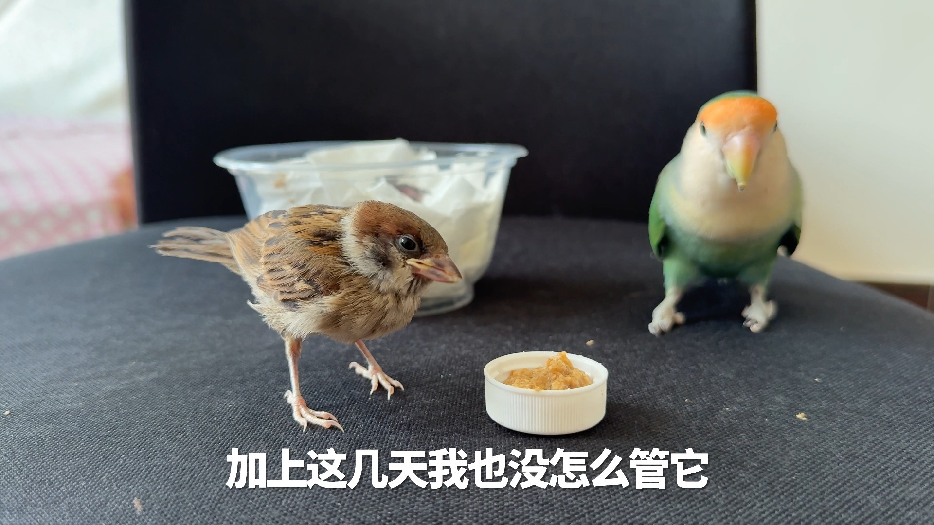 这小子不能夸，从来没变过