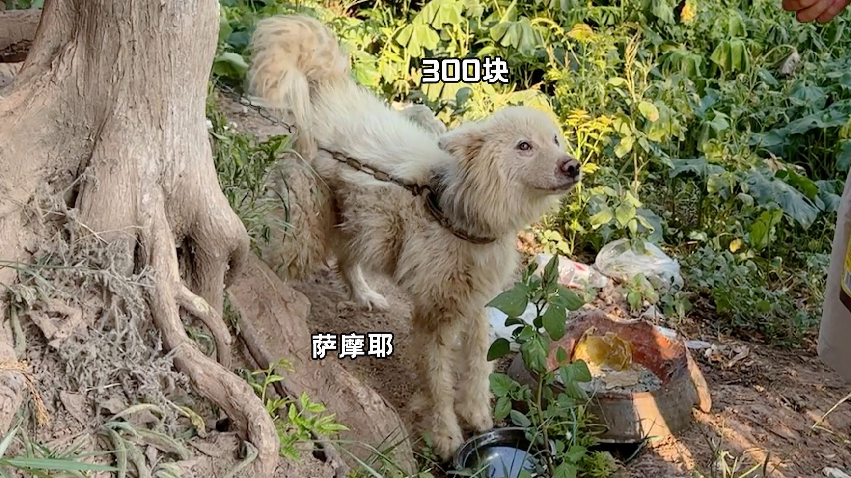 听得懂人话的萨摩耶，花了300块拿下了