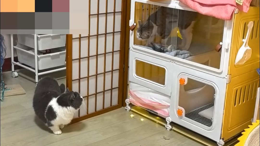 新猫到家折磨了我整整2个月的开端