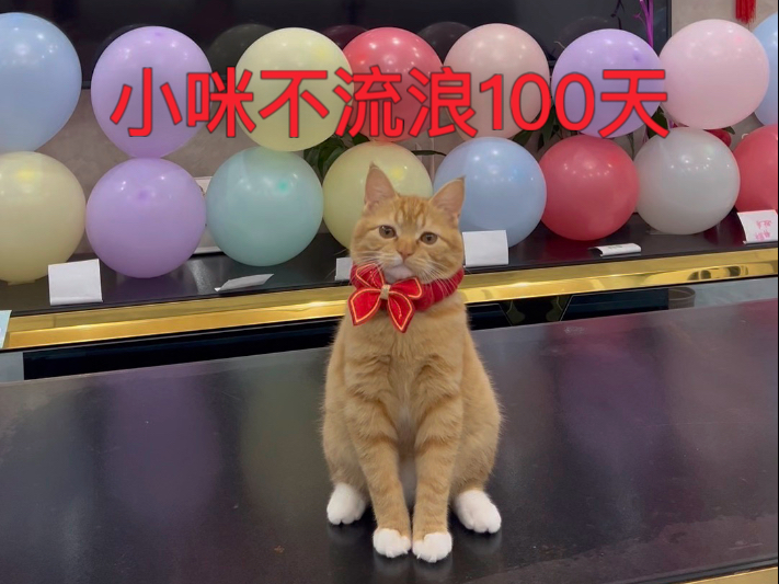 小咪的百日宴