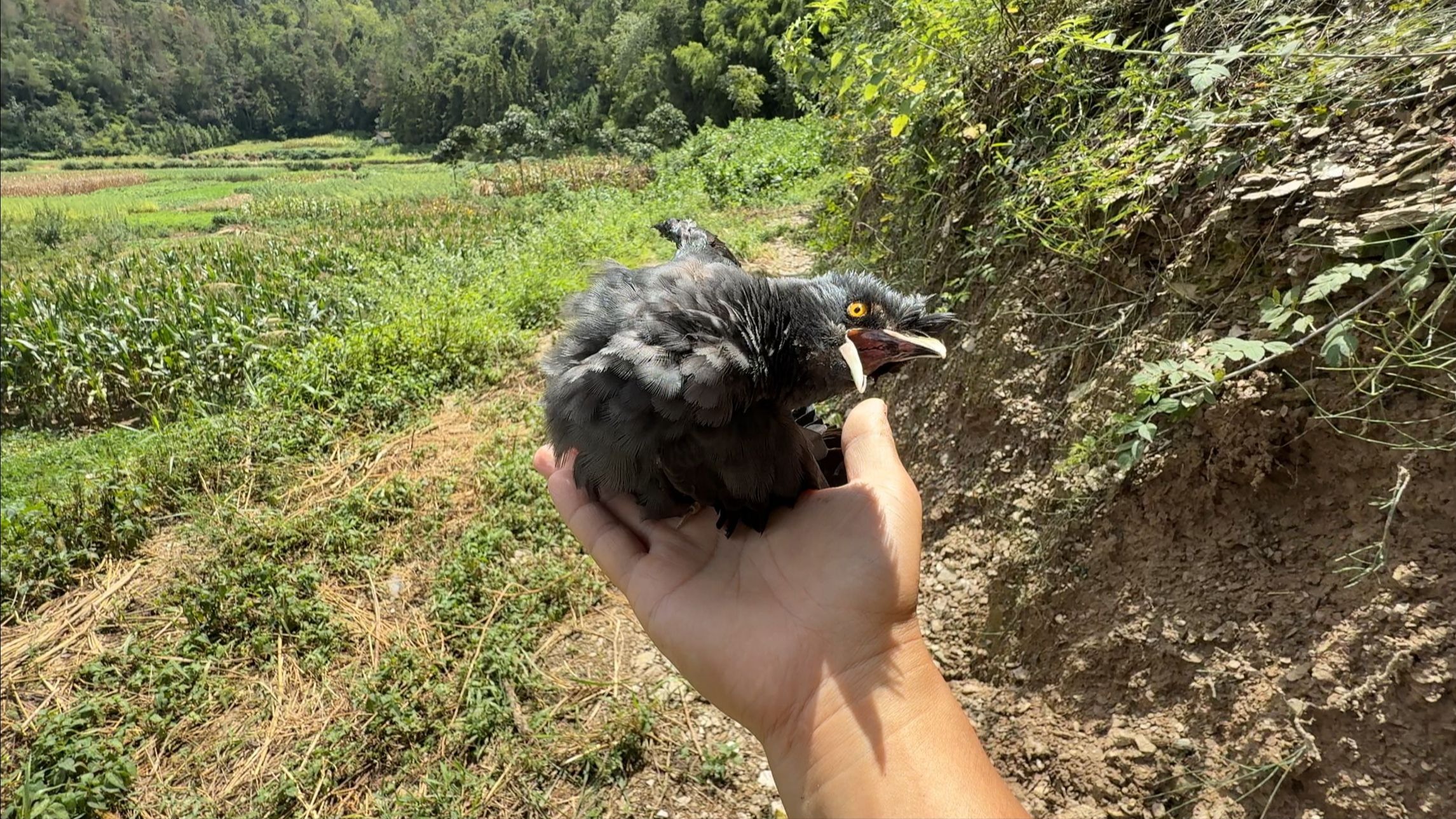 十年的老鸟，现在谁也打不过了