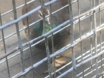 【石家庄动物园】蓝孔雀（雌性）