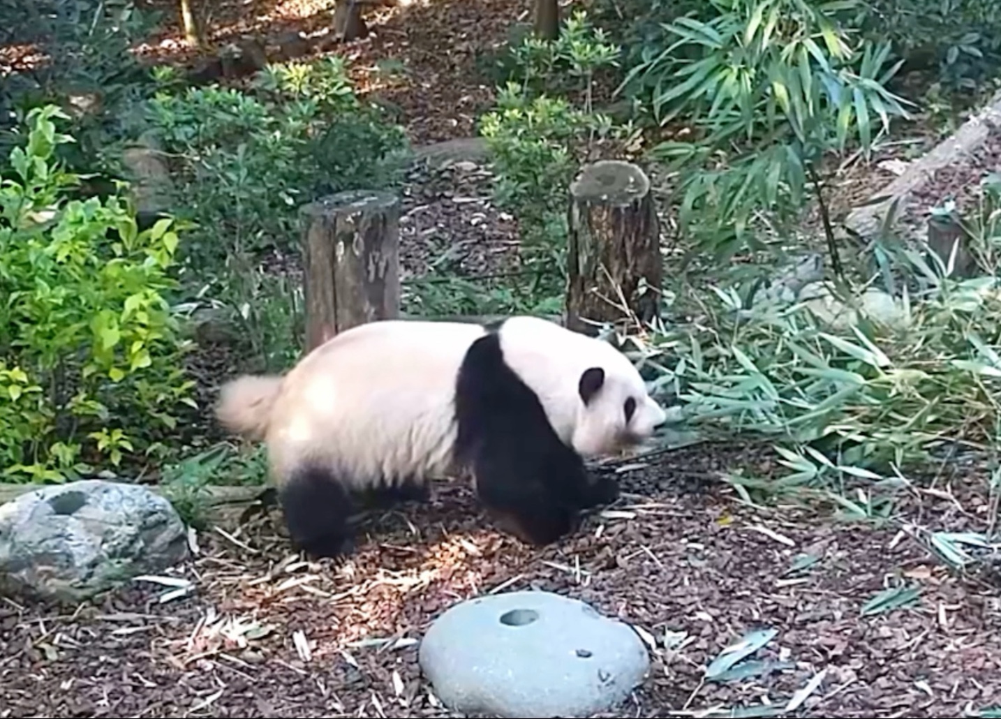 阿花的每一天每一个动作，都是限量版