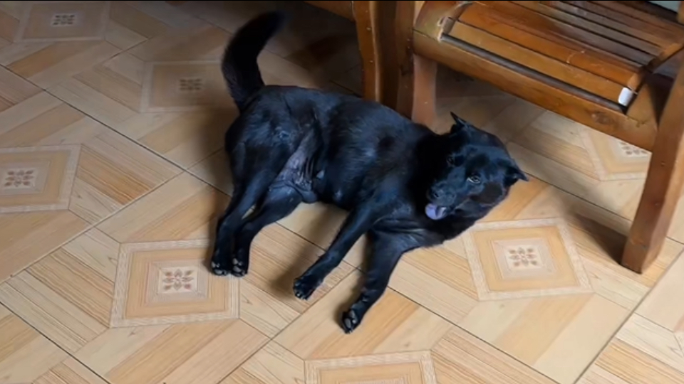 小黑上演狗影消失术