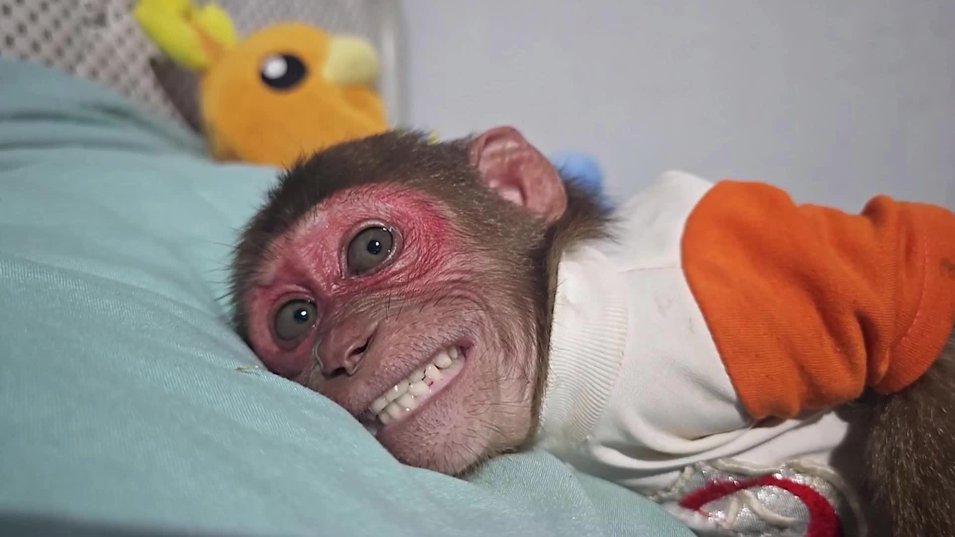 夜深了，淘气苏肚子疼，打针好疼呢