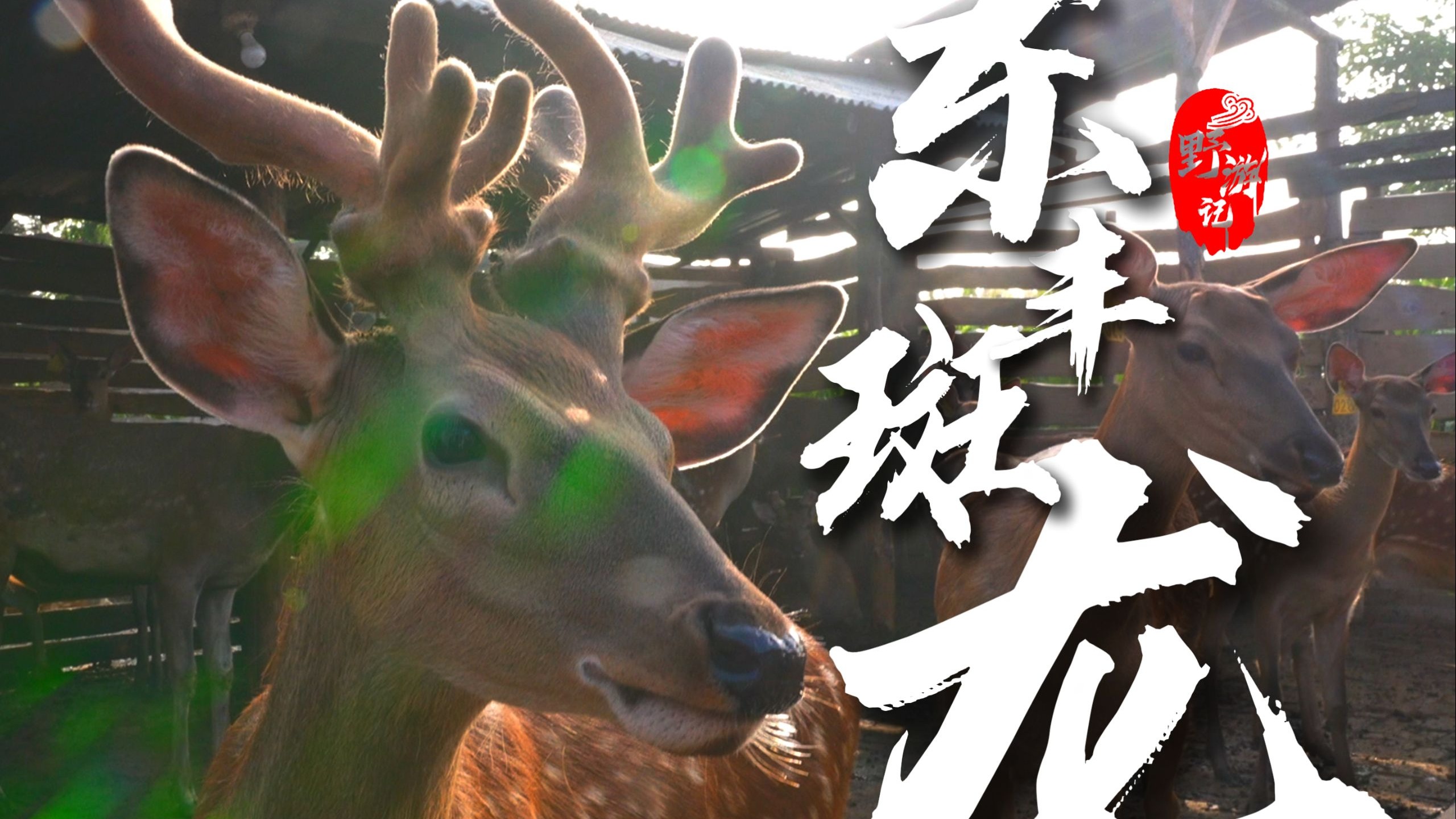 为什么皇帝那么喜欢鹿？