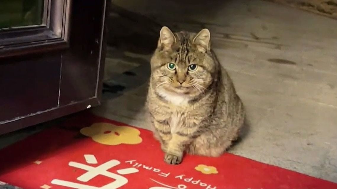 一只大肥猫搬进了我家院子里的猫屋