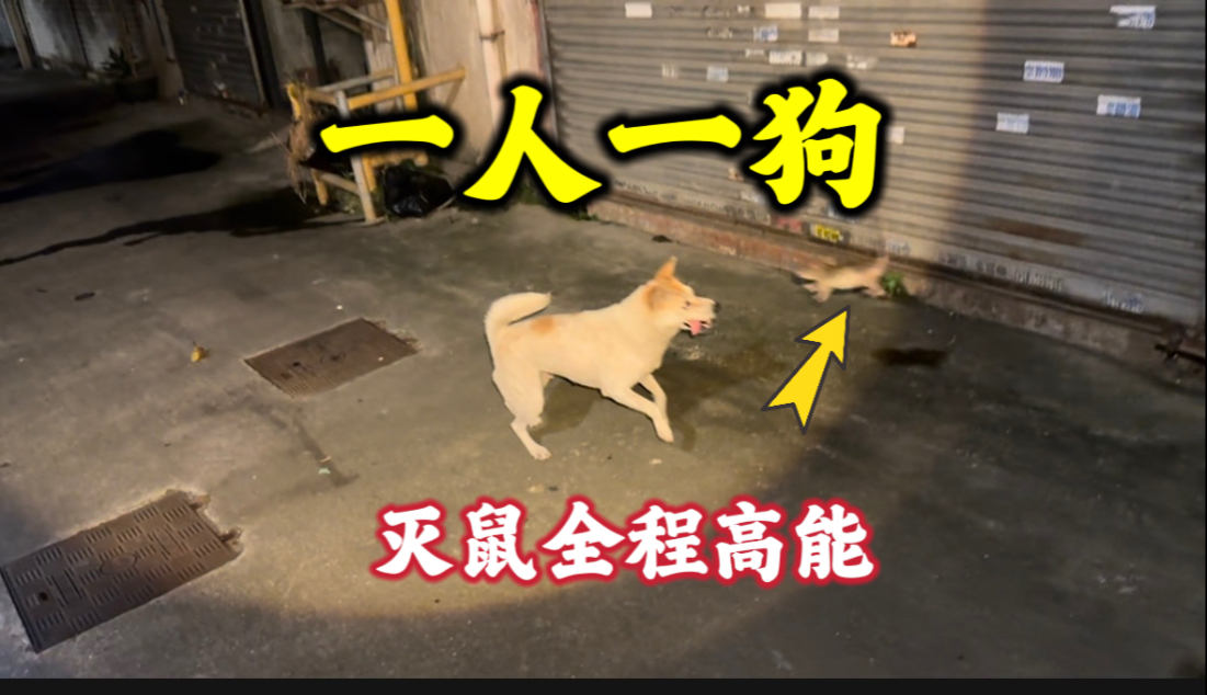 一人一狗组合灭鼠，真的是老鼠的噩梦