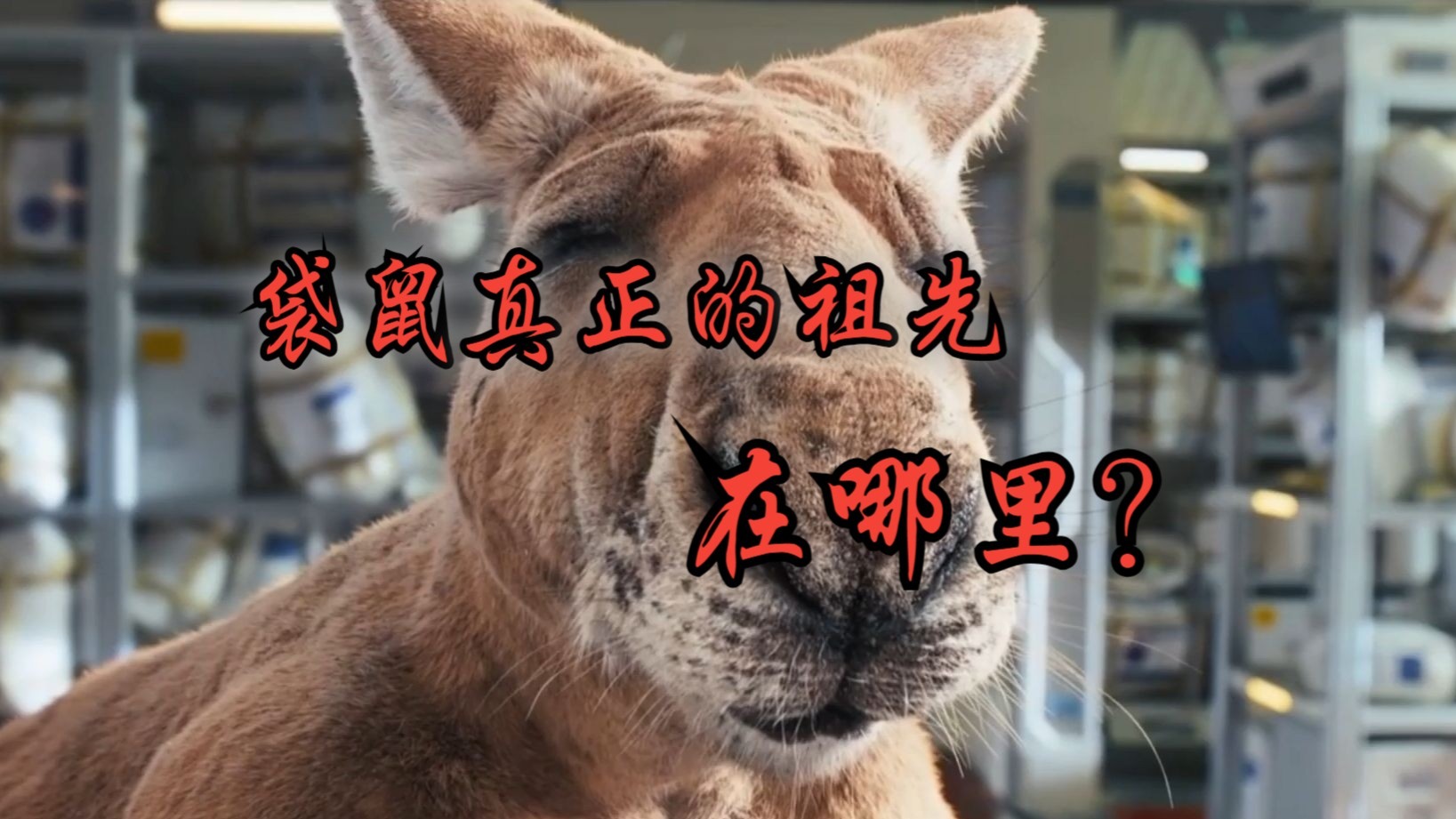 【科普】袋鼠的祖先真的来自中国吗？